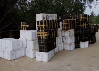 Puluhan Ribu Baby Lobter tak Bertuan Diamankan Polres Tanjabbar