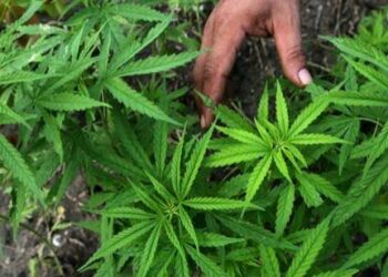 Ternyata Di Bungo Ada Kebun Ganja,  Ini  Identitas Pemilik dan Alamatnya
