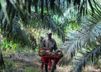 Harga Sawit di Jambi Naik Rp75 Per Kilogram