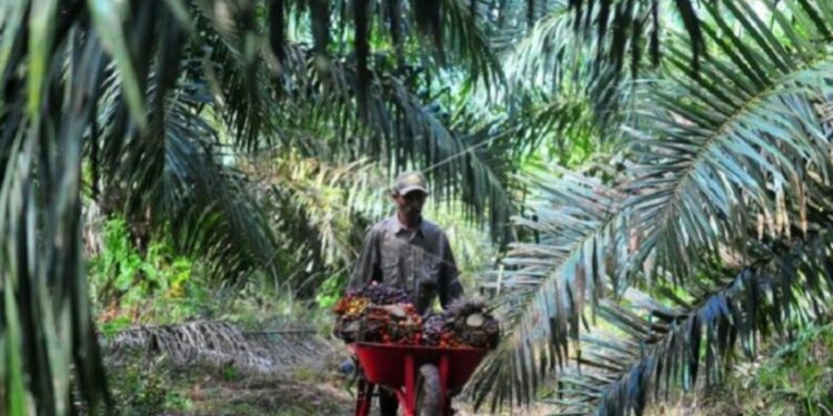 Harga Sawit di Jambi Naik Rp75 Per Kilogram