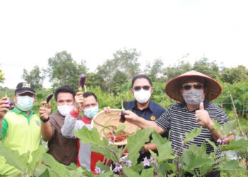 Bupati Panen Raya Organik Di Desa Lubuk Terentang