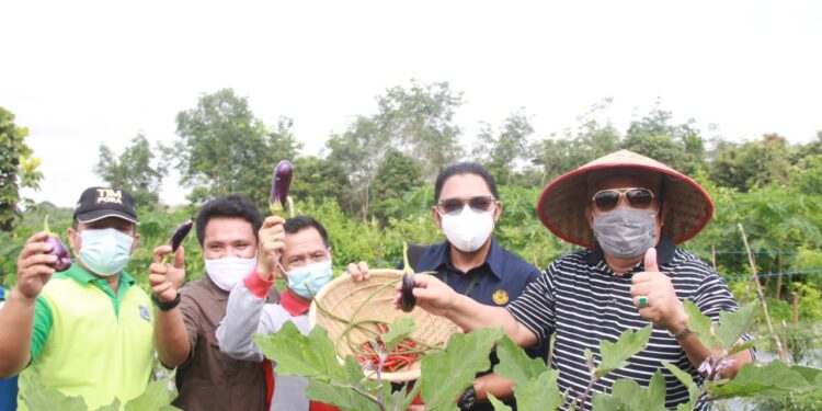 Bupati Panen Raya Organik Di Desa Lubuk Terentang