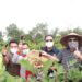 Bupati Panen Raya Organik Di Desa Lubuk Terentang