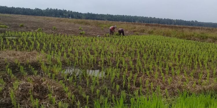 Gerbang Tani Apresiasi dan Dukung Kebijakan Bupati Tanjabbar Mewajibkan ASN Beli Beras Petani Lokal