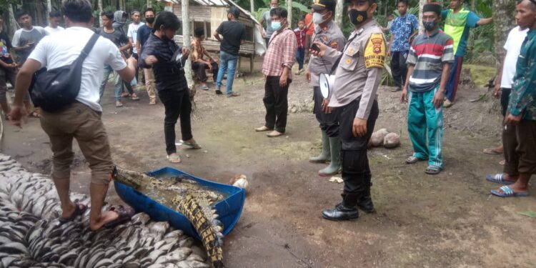 Buaya 2,5 Meter yang Resahkan Warga Parit Bilal, Akhirnya Berhasil Ditangkap