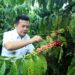 Al Haris: Kopi Robusta Merangin Sudah Bersertifikat