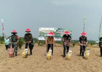 Kunker ke Bungo,  Gubernur Al Haris Tanam Kedelai dan Panen Cabe Bersama Dinas TPH