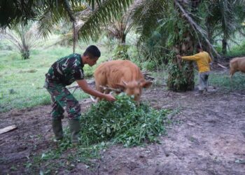 Wujud Kedekatan, Satgas TMMD Bantu Warga Berikan Makan Sapi