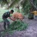 Wujud Kedekatan, Satgas TMMD Bantu Warga Berikan Makan Sapi