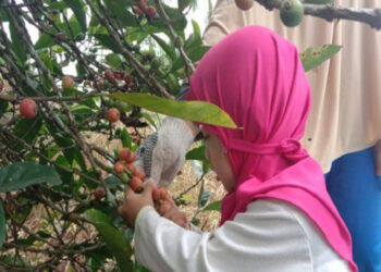 Petani Kopi Liberika Tungkal Keluhkan Harga Pasaran yang Masih Rendah