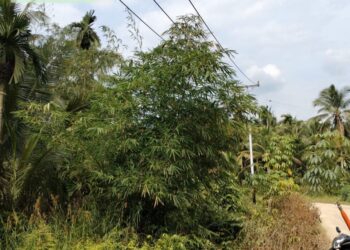 Warga 19 Desa di Seberang Sungai Pengabuan Keluhkan Listrik Padam Berjam-jam, Ini Penjelasan PLN