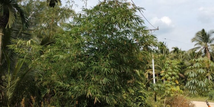 Warga 19 Desa di Seberang Sungai Pengabuan Keluhkan Listrik Padam Berjam-jam, Ini Penjelasan PLN