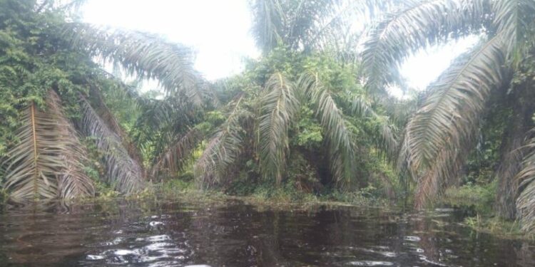 Kanal Milik PT WKS Dibuka, Ratusan Hektar Kebun Warga Desa Karya Maju dan Sungai Baung Rusak Parah