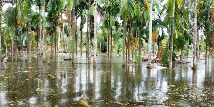 Ribuan Hektar Kebun Warga Desa Sungai Baung Terendam Air Kanal PT WKS