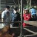 Kunker Ke Desa Purwodadi, Bupati Bersama Ketua DPRD Tinjau Peternakan Sapi