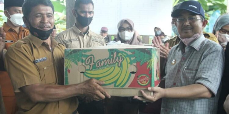 Panen Pisang Cavendish Perdana di Desa Purwodadi, Bupati : Pisang Cavendish Kita Jadikan Pilot Project