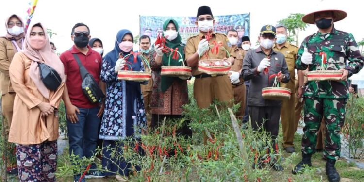 Saat Panen Raya Cabe, Bupati Ingatkan Penggarap, Lahan Pemda Jangan Dikaplingkan
