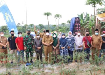 Panen Raya Cabe, Ketua DPRD Apresiasi Petani Lubuk Terentang