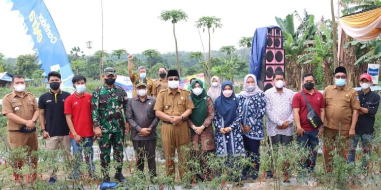 Panen Raya Cabe, Ketua DPRD Apresiasi Petani Lubuk Terentang