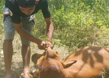 Harimau Mangsa Sapi, Petani Takut Beraktivitas di Kebun