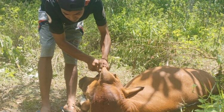 Harimau Mangsa Sapi, Petani Takut Beraktivitas di Kebun