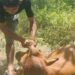 Harimau Mangsa Sapi, Petani Takut Beraktivitas di Kebun