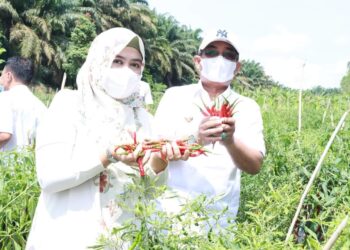Bupati Apresiasi Kegiatan Panen Cabai di Kebun Percontohan Tebing Tinggi 