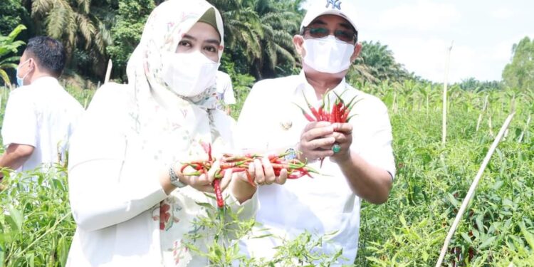 Bupati Apresiasi Kegiatan Panen Cabai di Kebun Percontohan Tebing Tinggi 
