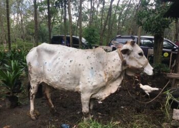 Kementan Pastikan Penyakit LSD Sapi tidak Berbahaya bagi Manusia