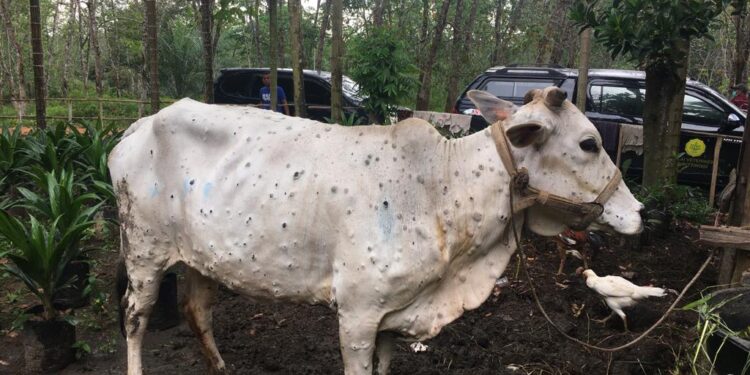Kementan Pastikan Penyakit LSD Sapi tidak Berbahaya bagi Manusia