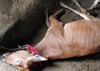 Sapi Bantuan Pemprov Riau Ditahan Karantina Bangkalan, 5 Ekor Mati