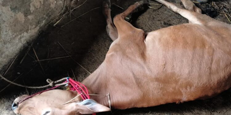 Sapi Bantuan Pemprov Riau Ditahan Karantina Bangkalan, 5 Ekor Mati
