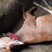 Sapi Bantuan Pemprov Riau Ditahan Karantina Bangkalan, 5 Ekor Mati