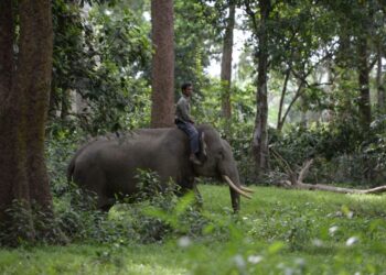 Gajah Liar Masuk ke Kebun Sawit Warga Kuala Cenaku