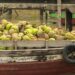 Pemerintah Pusat Minta Pemda Awasi Pengendalian LPG 3 Kg