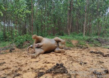 Seekor Gajah Sumatera Mati di Talang Muandau