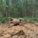 Seekor Gajah Sumatera Mati di Talang Muandau