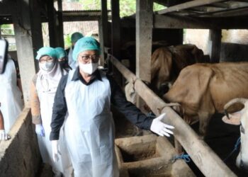Unit Pelaksana Teknis Kementan Siap Produksi Vaksin PMK