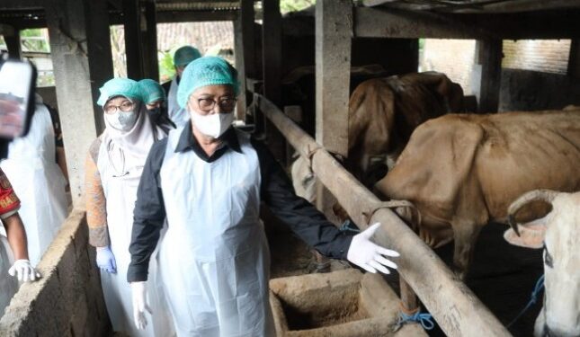 Unit Pelaksana Teknis Kementan Siap Produksi Vaksin PMK