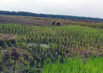 Harga Beras Murah, 50 Persen Petani 2 Desa di Senyerang “Mogok” Beladang