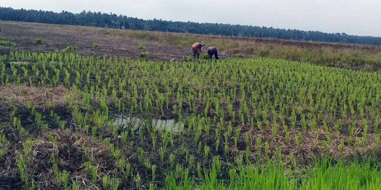 Harga Beras Murah, 50 Persen Petani 2 Desa di Senyerang “Mogok” Beladang