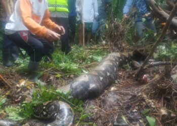 Heboh, Piton Besar Telan IRT Desa Terjun Gajah.