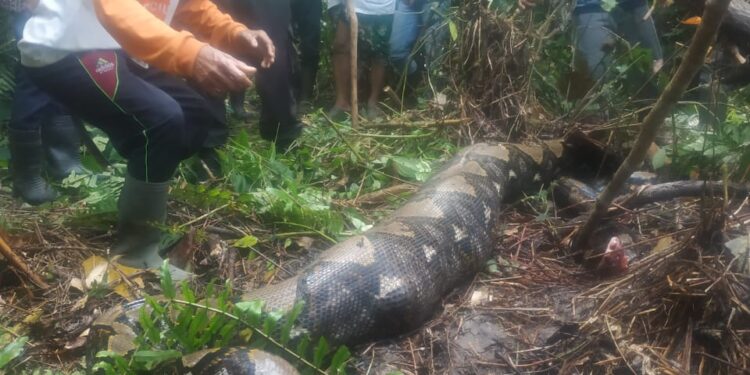 Heboh, Piton Besar Telan IRT Desa Terjun Gajah.