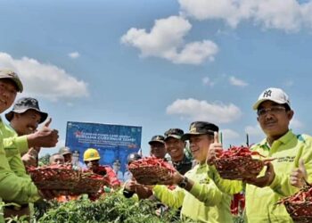 Anwar Sadat Bersama Al Haris Panen Cabai Merah Kelompok Tani Bangun Karya Desa Lubuk Terentang