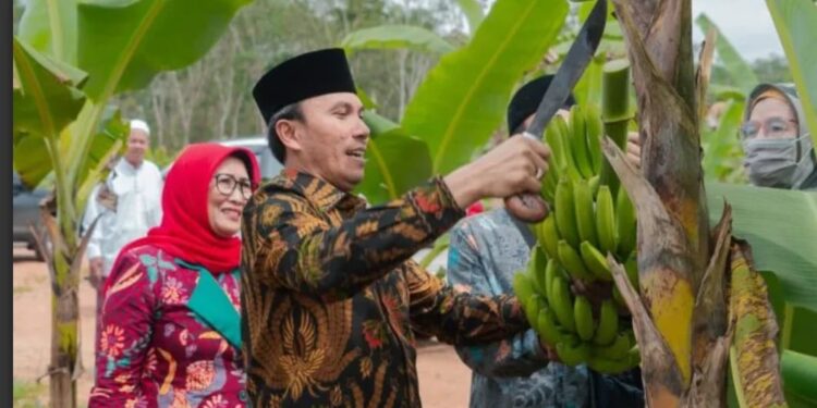 Ketua DPRD Edi Purwanto Bersama Anggota Komisi V DPR RI Panen Pisang Canvendish di Ponpes Irsyadul ‘Ibad