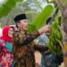 Ketua DPRD Edi Purwanto Bersama Anggota Komisi V DPR RI Panen Pisang Canvendish di Ponpes Irsyadul ‘Ibad