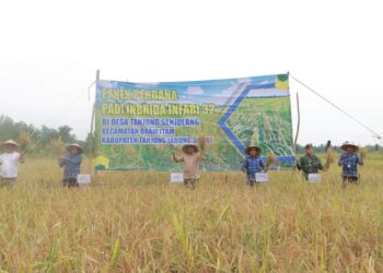 Panen Padi Perdana di Desa Tanjung Senjulang, Bupati Komitmen Majukan Petani