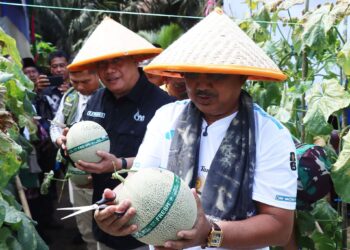 Panen Perdana 16 Ton Melon, Bupati Tanjab Barat Siapkan Langkah Pengembangan Kawasan Hortikultura Terpadu