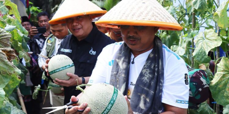 Panen Perdana 16 Ton Melon, Bupati Tanjab Barat Siapkan Langkah Pengembangan Kawasan Hortikultura Terpadu